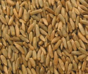 Rye Berries, Organic, 5 lbs. by Azure Farm