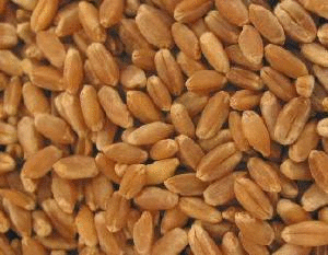 Hard White Wheat Berries,Organic, 5 lbs. by Azure Farm