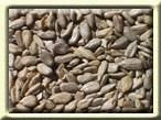 Sunflower Seeds, Raw, Organic, Impor, 1 lb. by Bulk