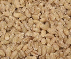 Barley, Hulled, Organic, 5 lbs. by Azure Farm