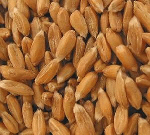 Spelt Grain, Organic, 25 lbs. by Azure Farm