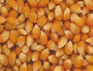Popcorn, Yellow, Organic, 25 lbs. by Bulk
