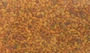Alfalfa Seeds, Organic, 2 lbs. by Bulk