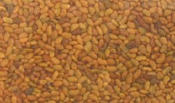 Alfalfa Seeds, Organic, 5 lbs. by Bulk