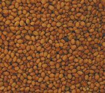 Clover Seeds, 50 lbs. by Bulk