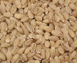 Barley, Hulled, Organic, 25 lbs. by Azure Farm