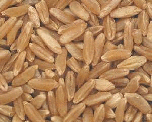 Kamut Grain, Organic, 5 lbs. by Azure Farm
